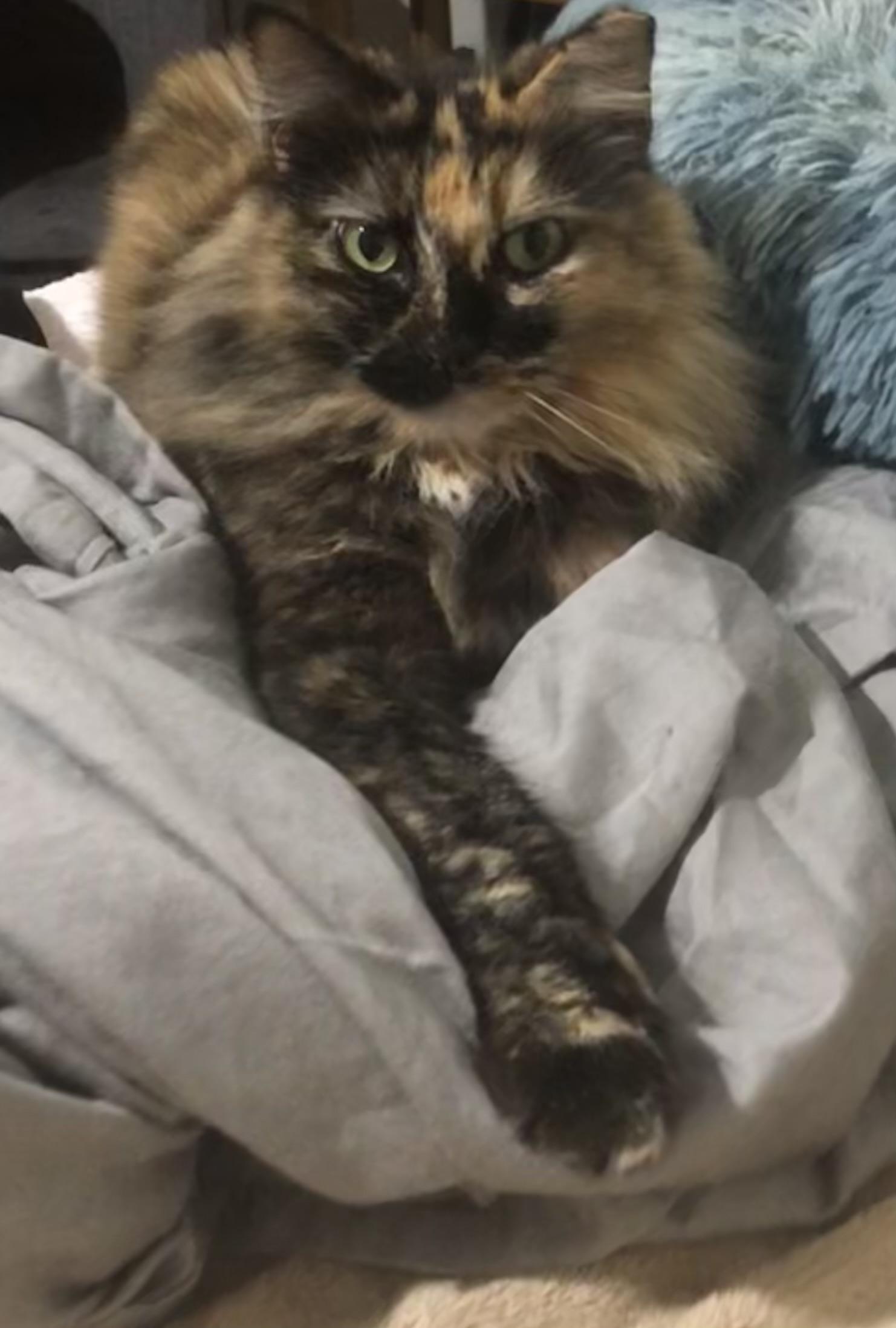 Enlarge FlufferNutter, a Adoptable Domestic Medium Hair in Lantana, FL image 6/6