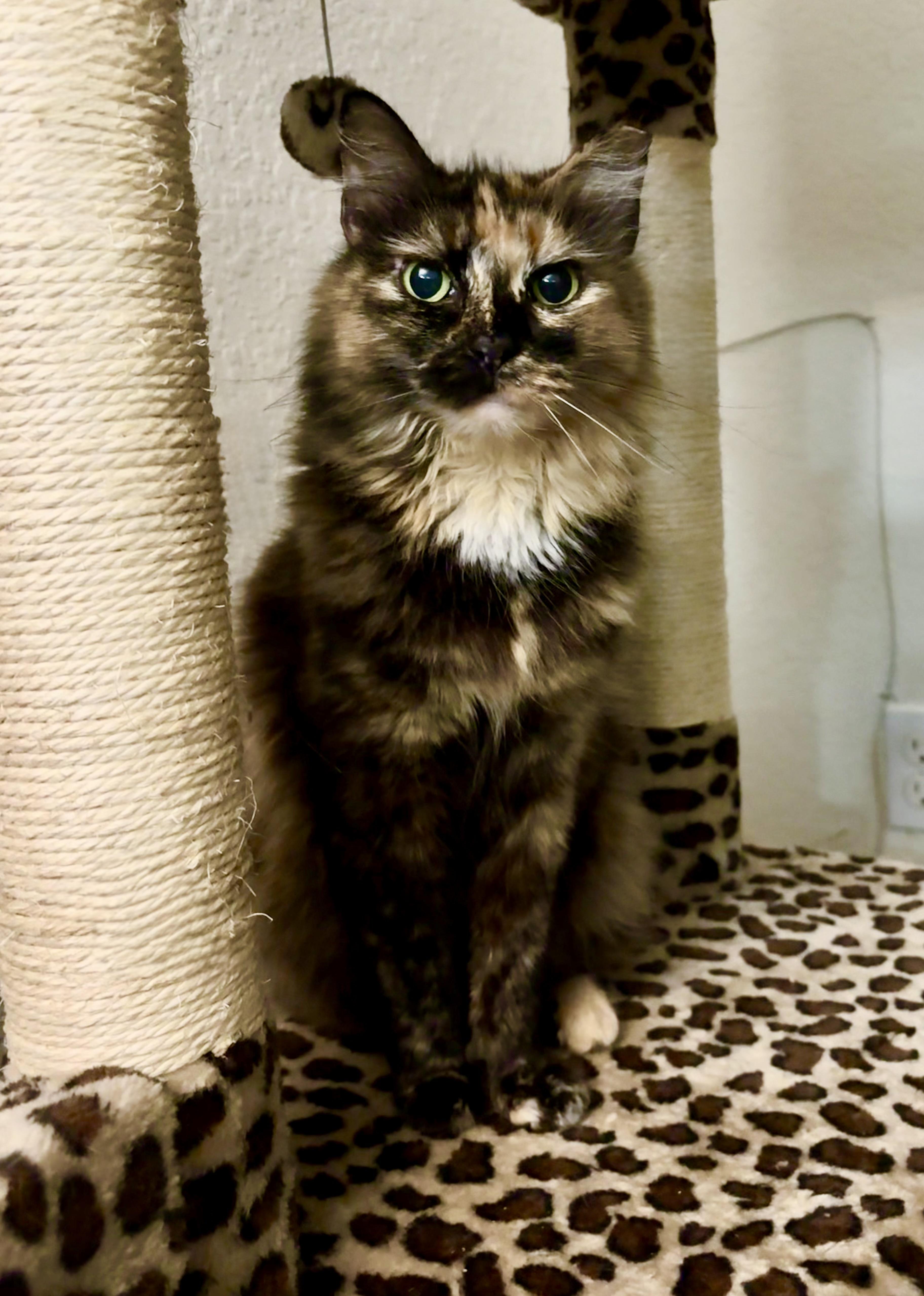 Enlarge FlufferNutter, a Adoptable Domestic Medium Hair in Lantana, FL image 3/6