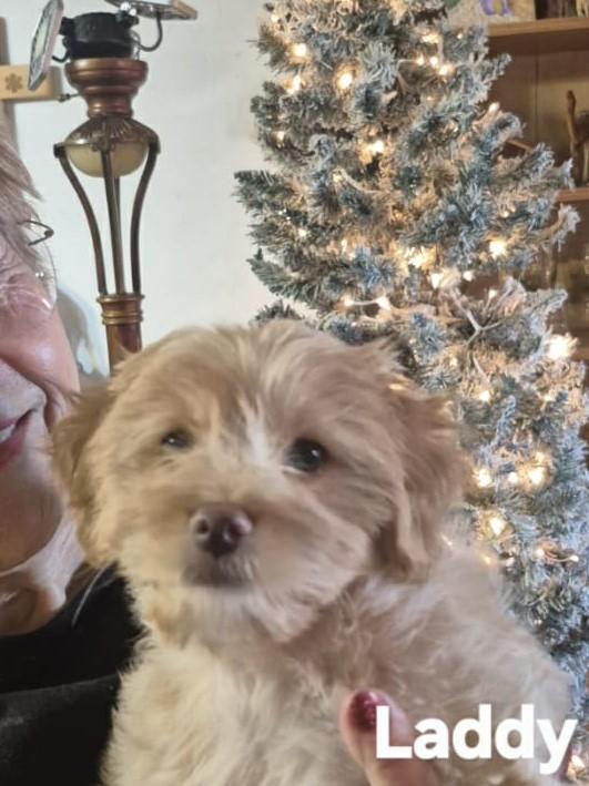 Little Bit And Laddy!!