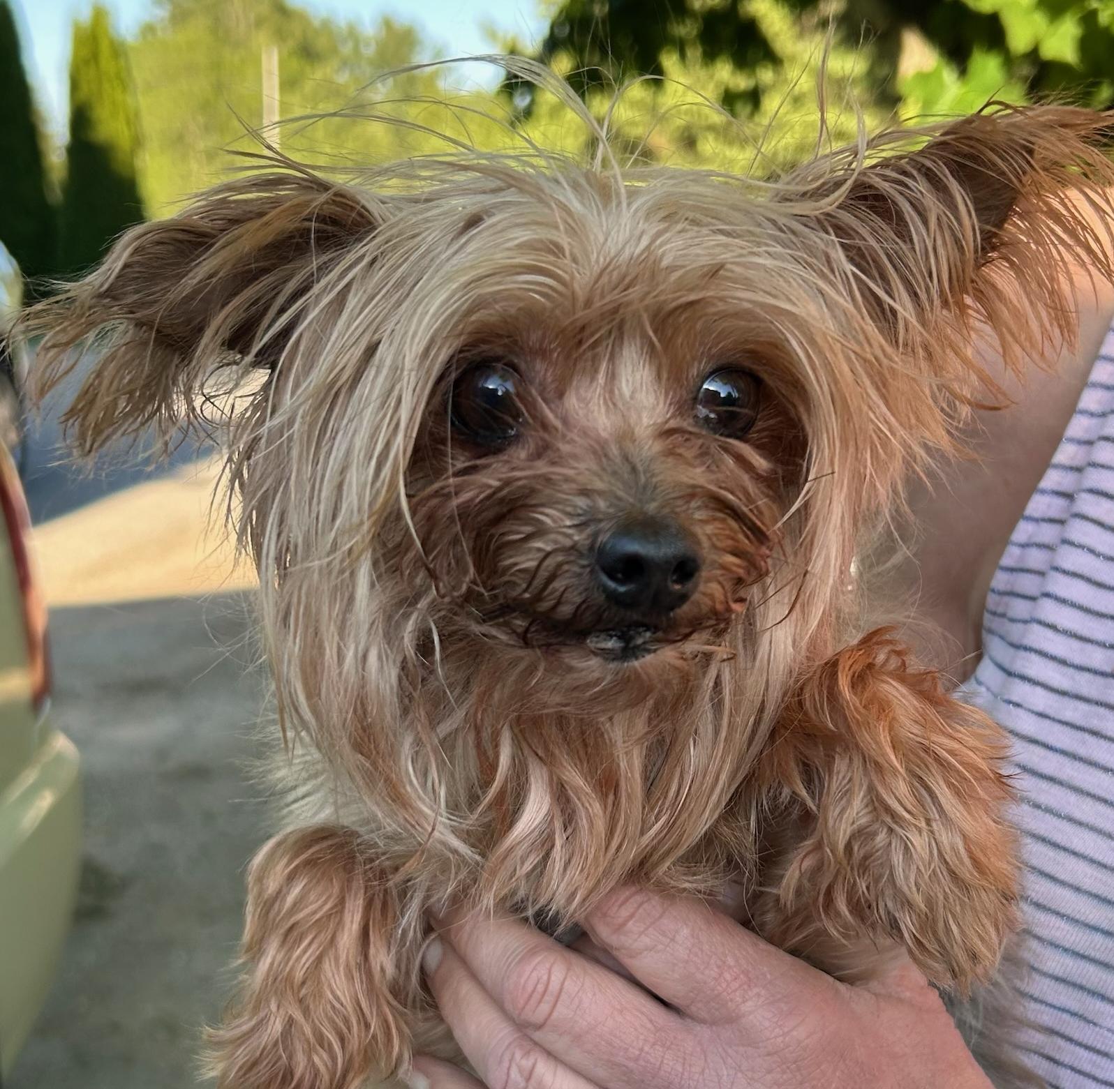 Jose, adopted, Senior Male Yorkshire Terrier.