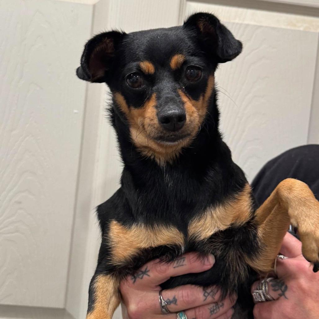 Enlarge Candy, a Adoptable mixed breed in Amarillo, TX image 1/5