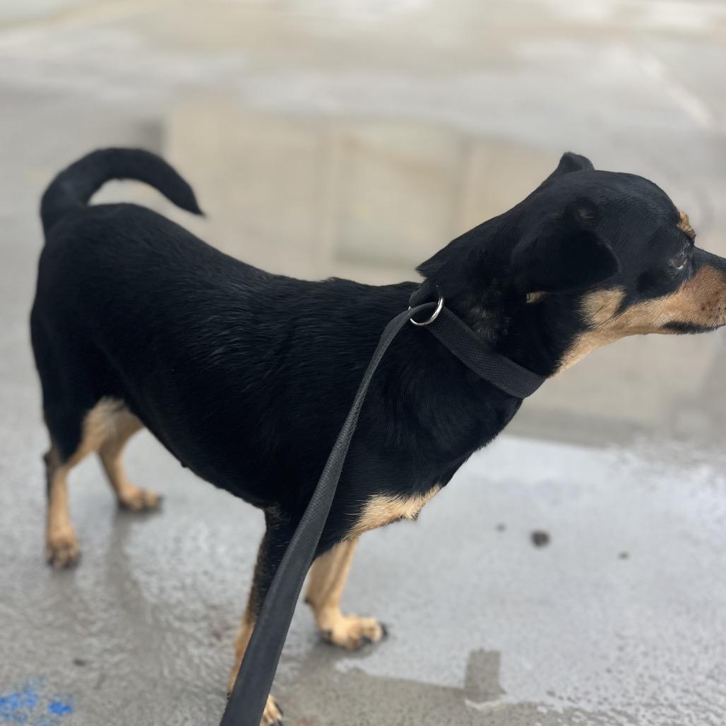 Enlarge Candy, a Adoptable mixed breed in Amarillo, TX image 2/5