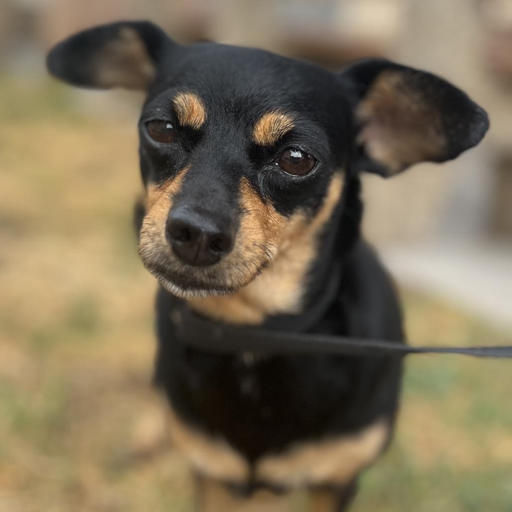Enlarge Candy, a Adoptable mixed breed in Amarillo, TX image 3/5