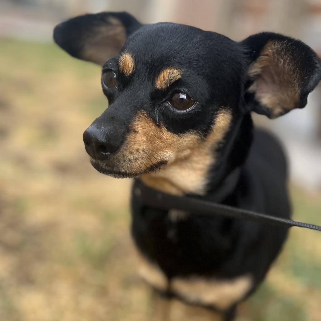 Enlarge Candy, a Adoptable mixed breed in Amarillo, TX image 4/5