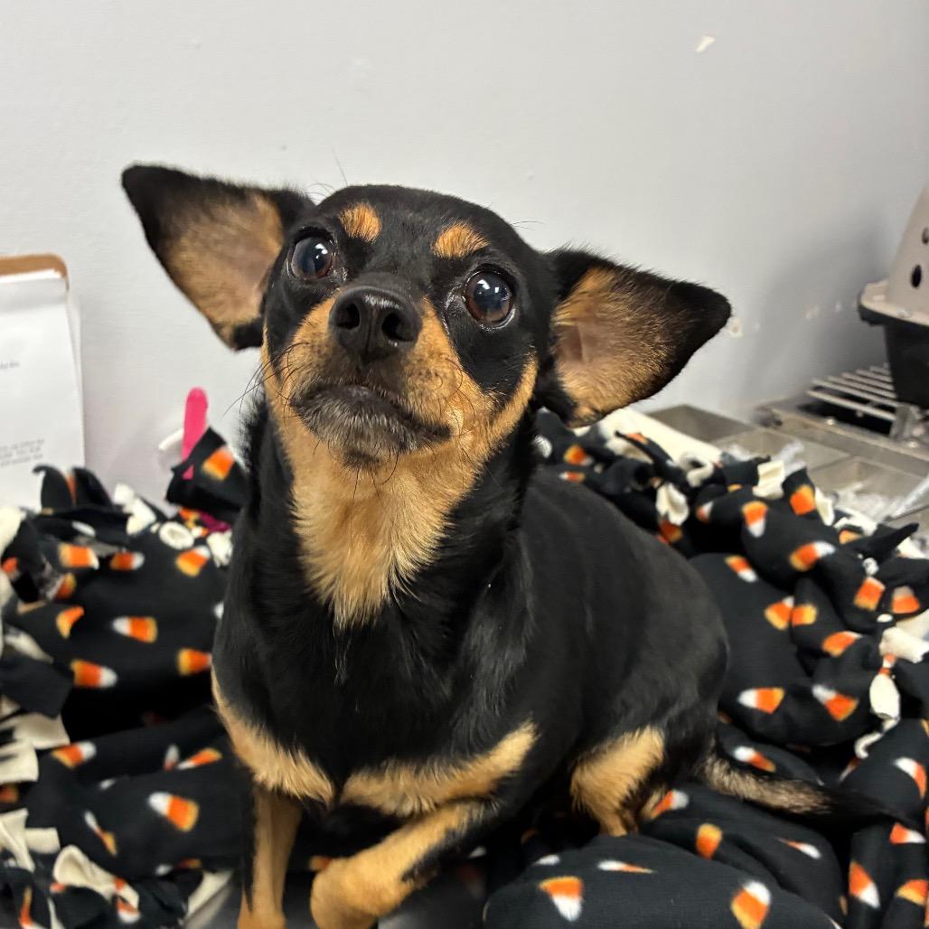 Enlarge Candy, a Adoptable mixed breed in Amarillo, TX image 5/5