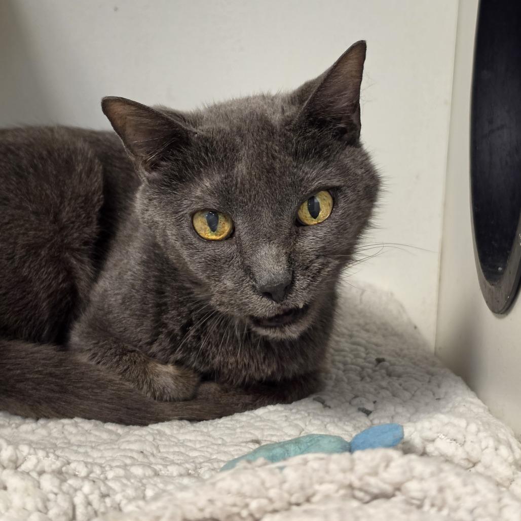 Enlarge Skyler **Off-Site Foster Home**, a Adoptable Domestic Short Hair in Troy, IL image 1/1