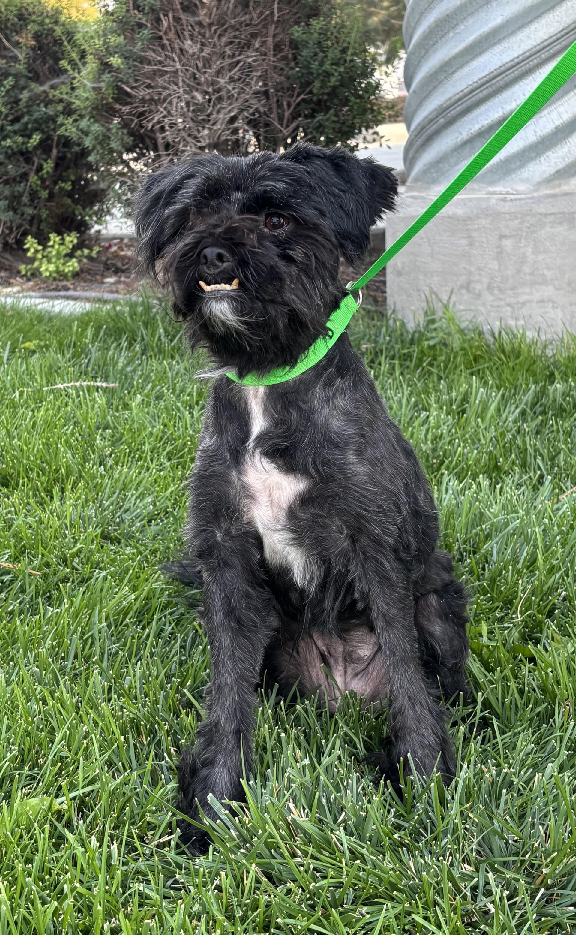 Mila, adopted, Adult Female Shih Tzu.