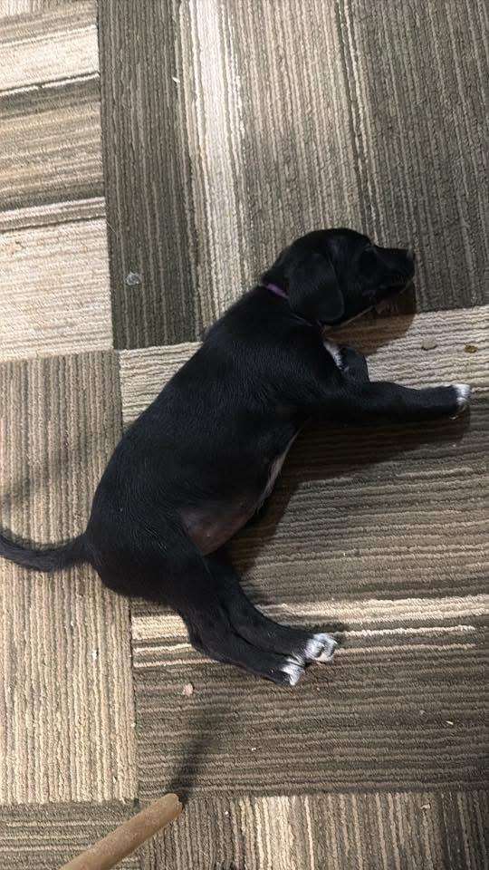 Phelps Purple, Adoptable, Puppy Female Beagle & Border Collie.