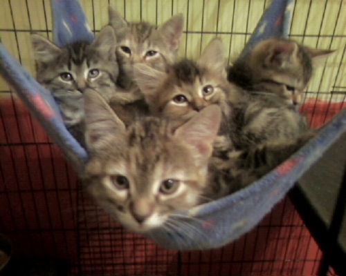 Foster Homes Needed (Kittens pictured are already in forever homes), a Adoptable mixed breed in Taylor, MI image 1/3