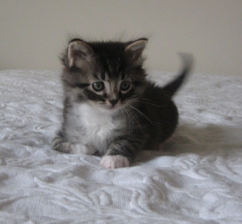 Foster Homes Needed (Kittens pictured are already in forever homes), a Adoptable mixed breed in Taylor, MI image 2/3