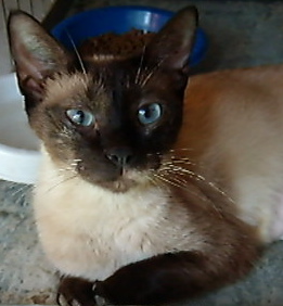 Foster Homes Needed (Kittens pictured are already in forever homes), a Adoptable mixed breed in Taylor, MI image 3/3