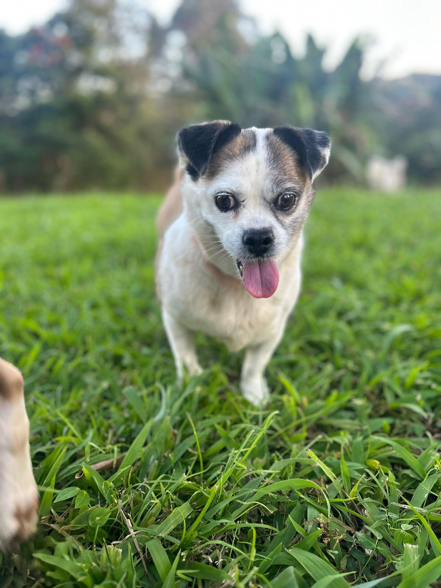 Tinny, ADOPTABLE, Adult Female Terrier & Chihuahua.