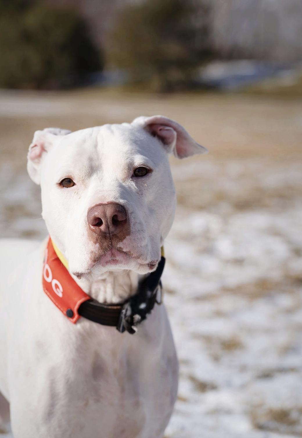 Enlarge Olaf, a ADOPTABLE mixed breed in salt lake city, UT image 1/5