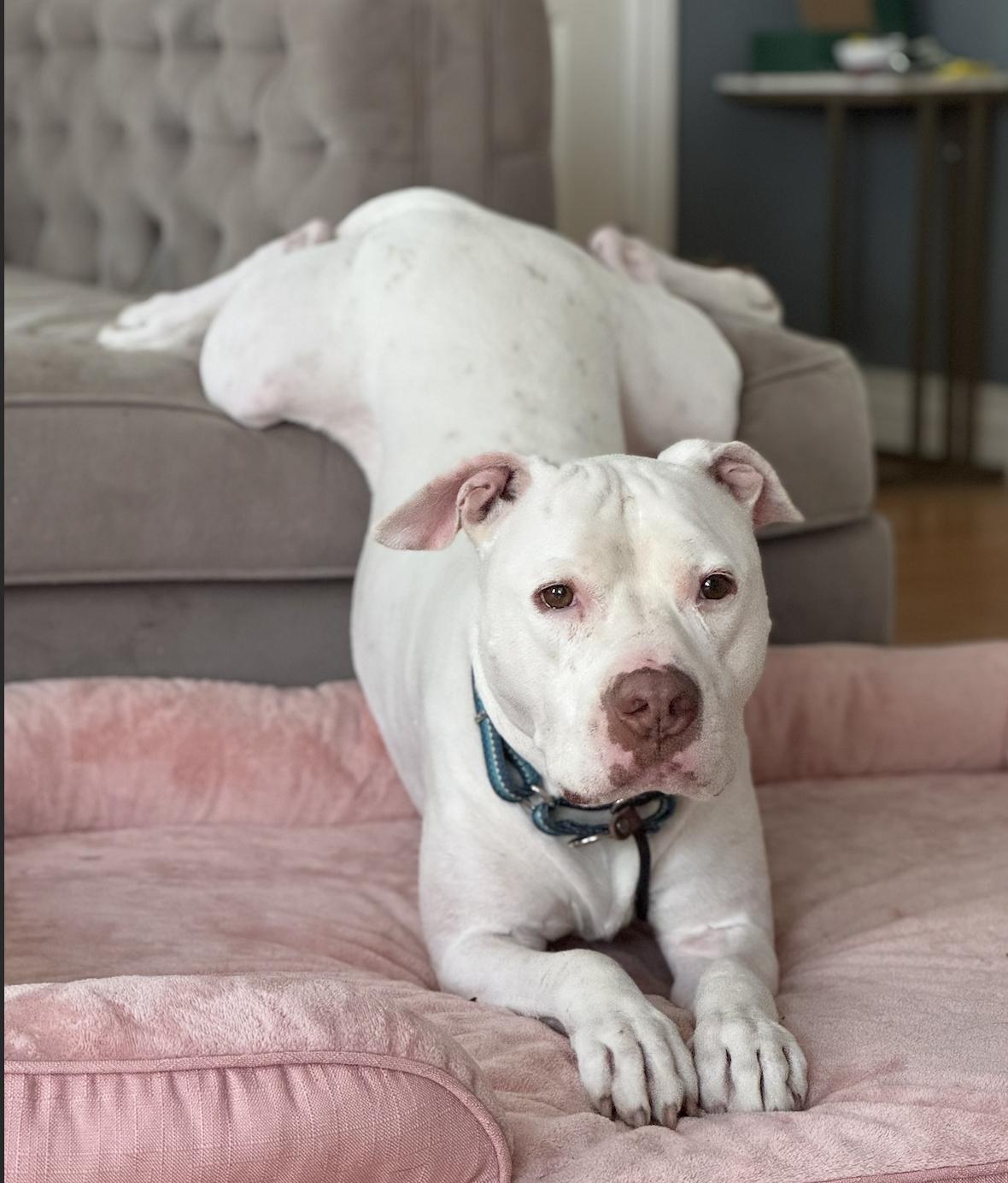 Enlarge Olaf, a ADOPTABLE mixed breed in salt lake city, UT image 4/5