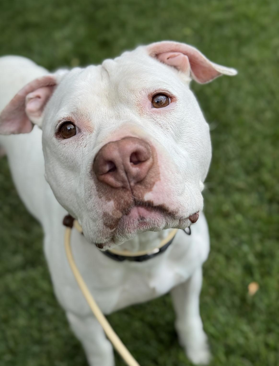 Enlarge Olaf, a ADOPTABLE mixed breed in salt lake city, UT image 3/5