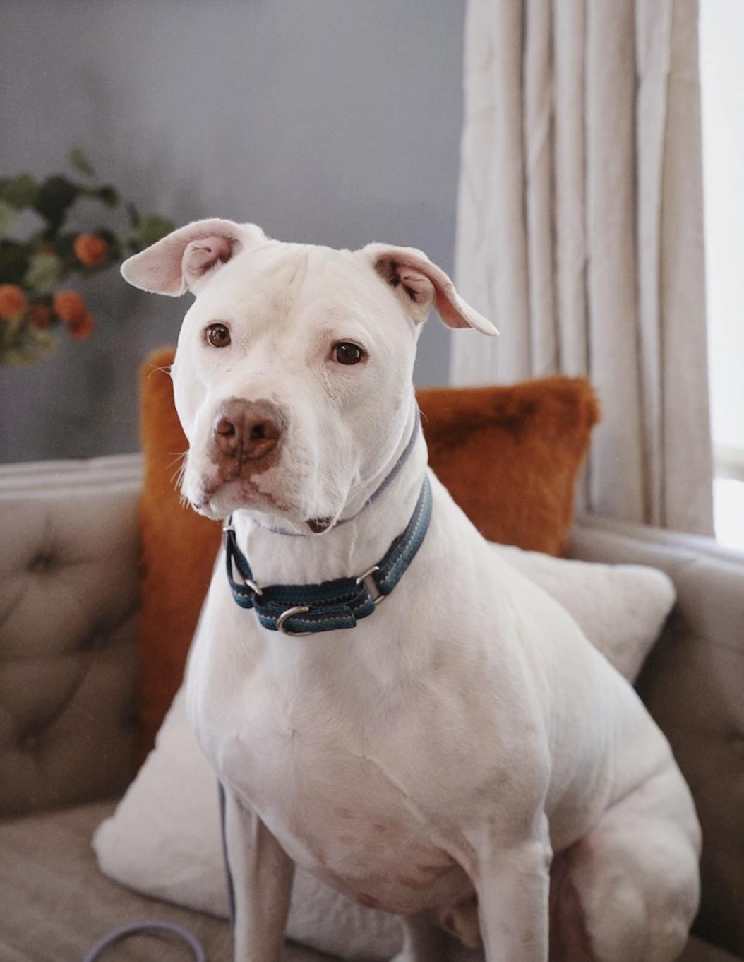 Enlarge Olaf, a ADOPTABLE mixed breed in salt lake city, UT image 2/5