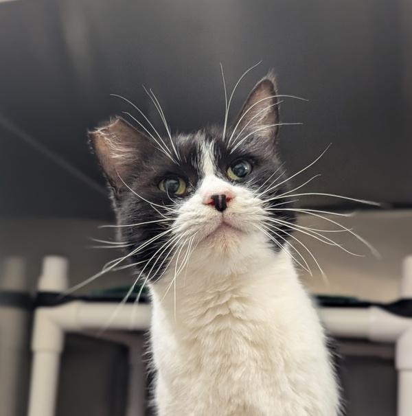 Button, Adoptable, Adult Female Domestic Short Hair.