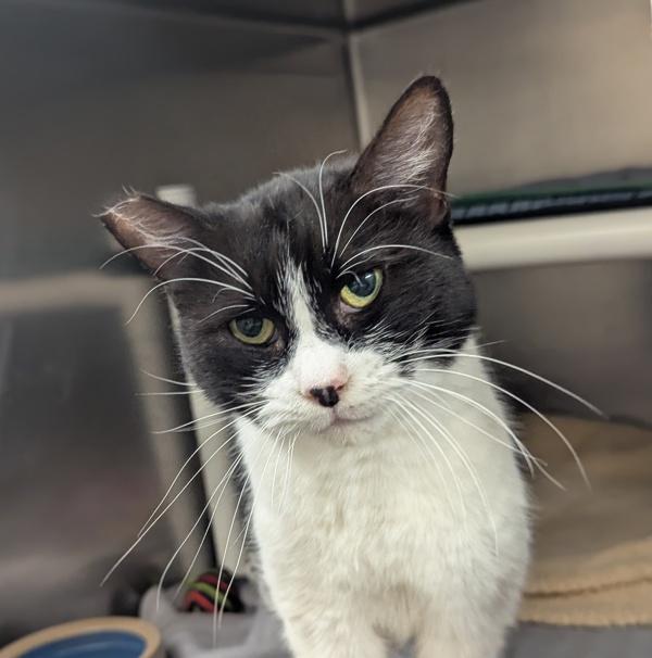 Enlarge Button, a Adoptable mixed breed in Healdsburg, CA image 2/2