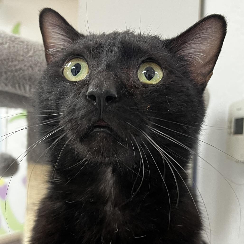 Enlarge Raisin, a Adoptable Domestic Short Hair in Yucca Valley, CA image 1/4