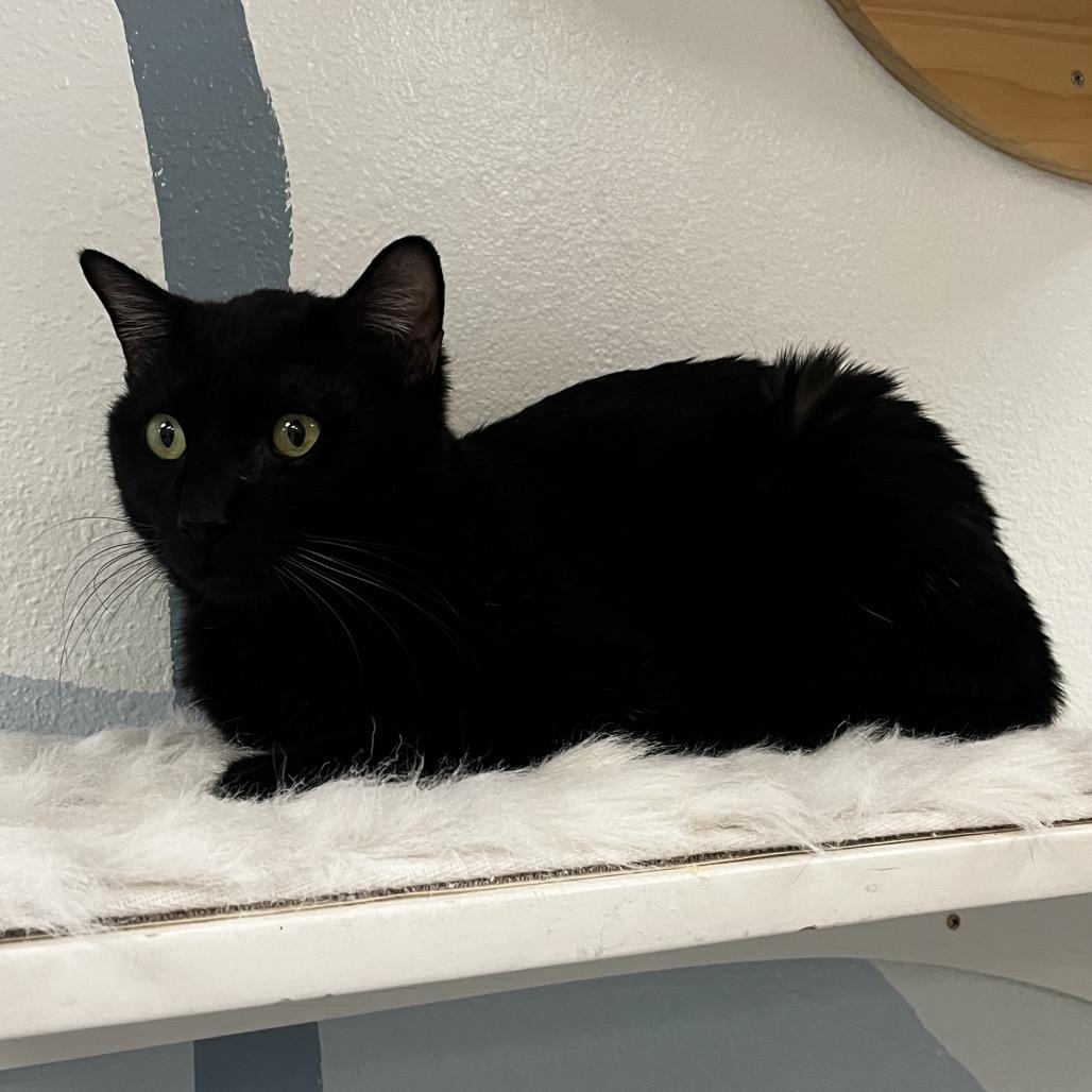 Enlarge Raisin, a Adoptable Domestic Short Hair in Yucca Valley, CA image 2/4