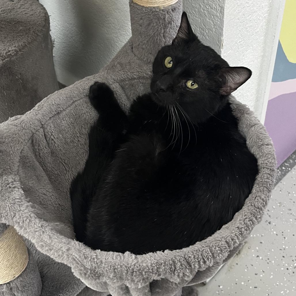 Enlarge Raisin, a Adoptable Domestic Short Hair in Yucca Valley, CA image 3/4