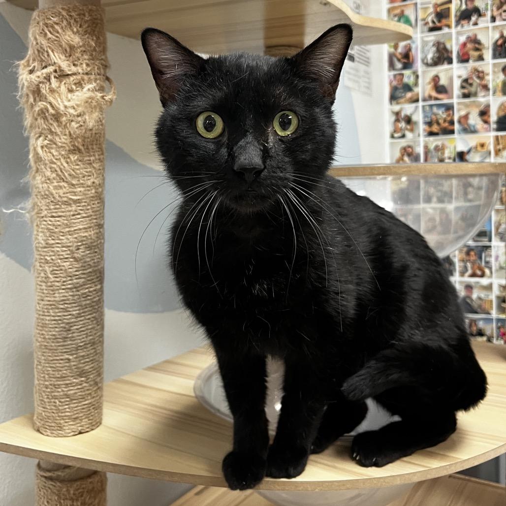 Enlarge Raisin, a Adoptable Domestic Short Hair in Yucca Valley, CA image 4/4