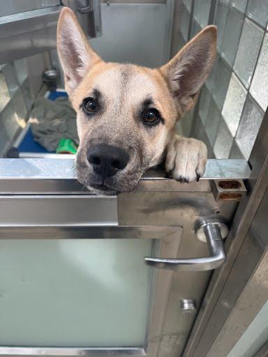 Pascal, Adoptable, Puppy Male Shepherd & Mixed Breed.