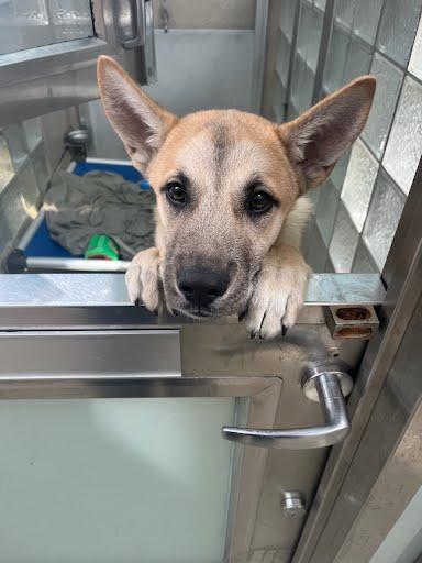 Enlarge Pascal, a Adoptable mixed breed in Washington, DC image 2/2