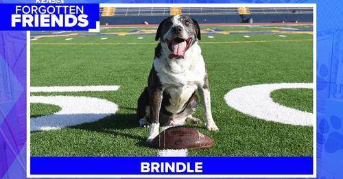 Brindle, a Adoptable mixed breed in Kerrville, TX image 1/13