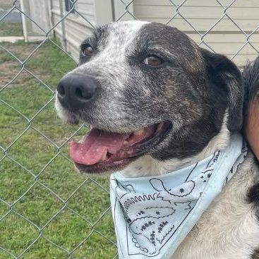 Brindle, a Adoptable mixed breed in Kerrville, TX image 2/13