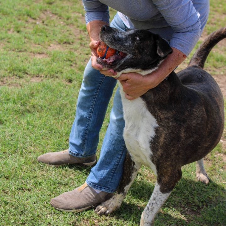 Brindle, a Adoptable mixed breed in Kerrville, TX image 3/13