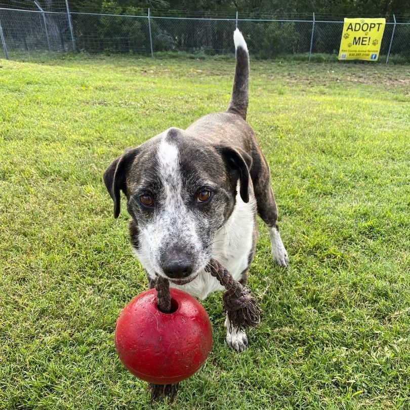 Brindle, a Adoptable mixed breed in Kerrville, TX image 4/13
