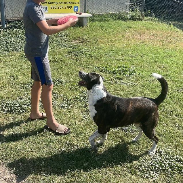 Brindle, a Adoptable mixed breed in Kerrville, TX image 5/13