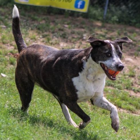 Brindle, a Adoptable mixed breed in Kerrville, TX image 6/13