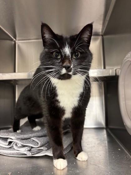 Enlarge Smudge, a Adoptable mixed breed in Everett, WA image 1/1