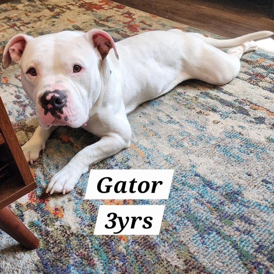 Gator