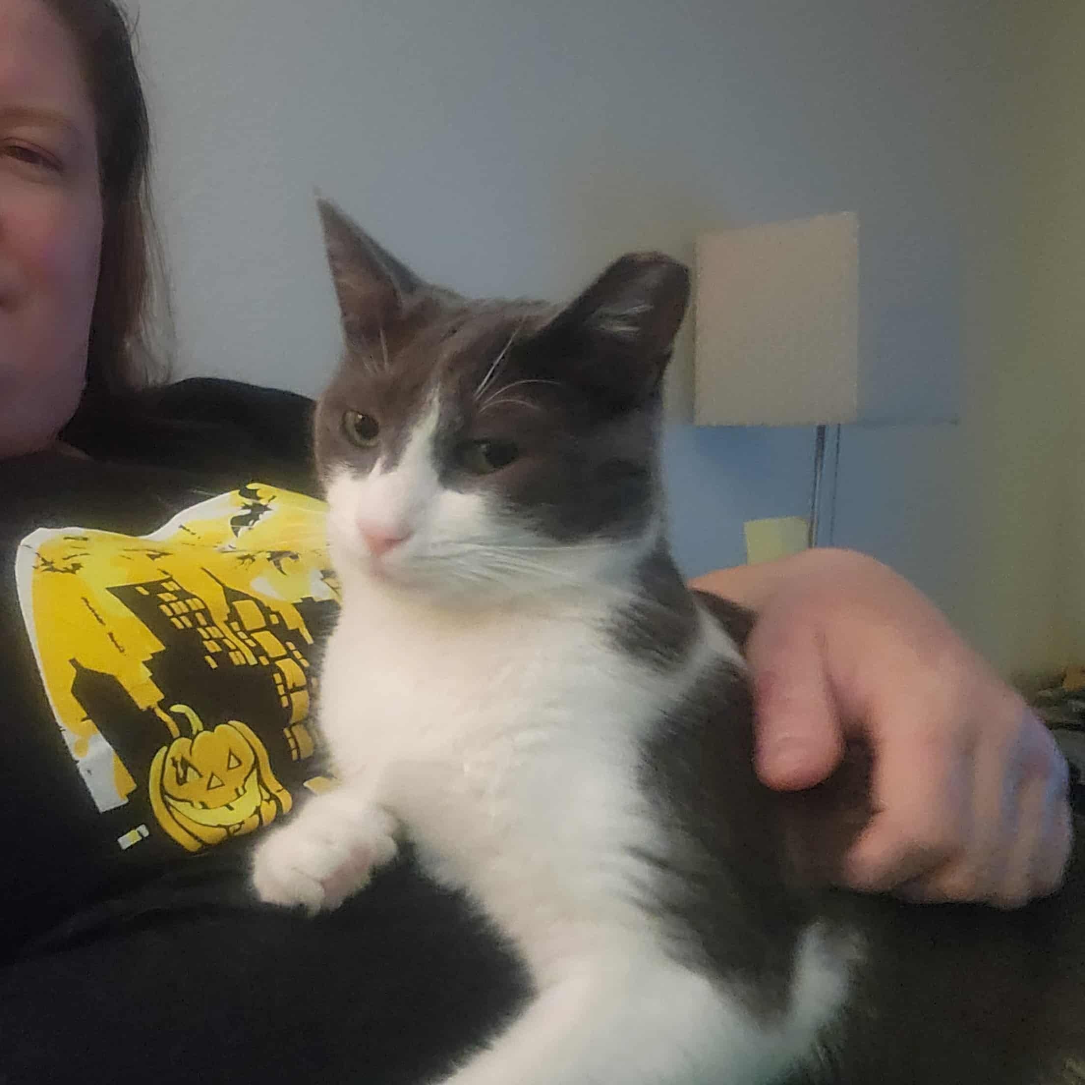 Billy, a Adoptable mixed breed in West Richland, WA image 3/3