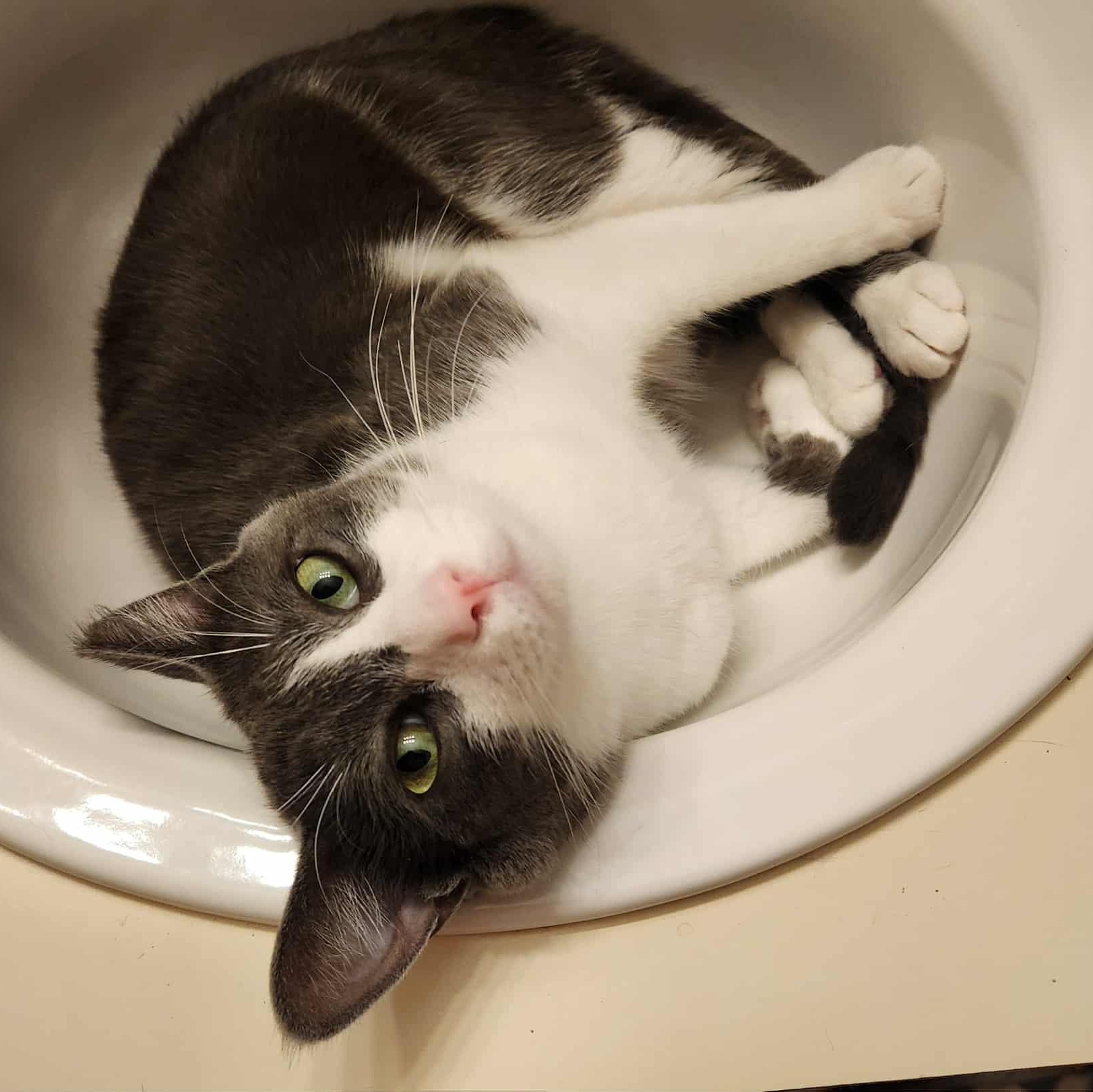 Billy, Adoptable, Adult Male Domestic Short Hair.