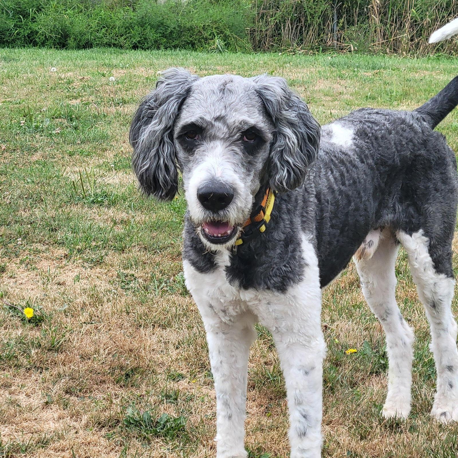 Gulliver, Adopted, Adult Male Old English Sheepdog & Standard Poodle.