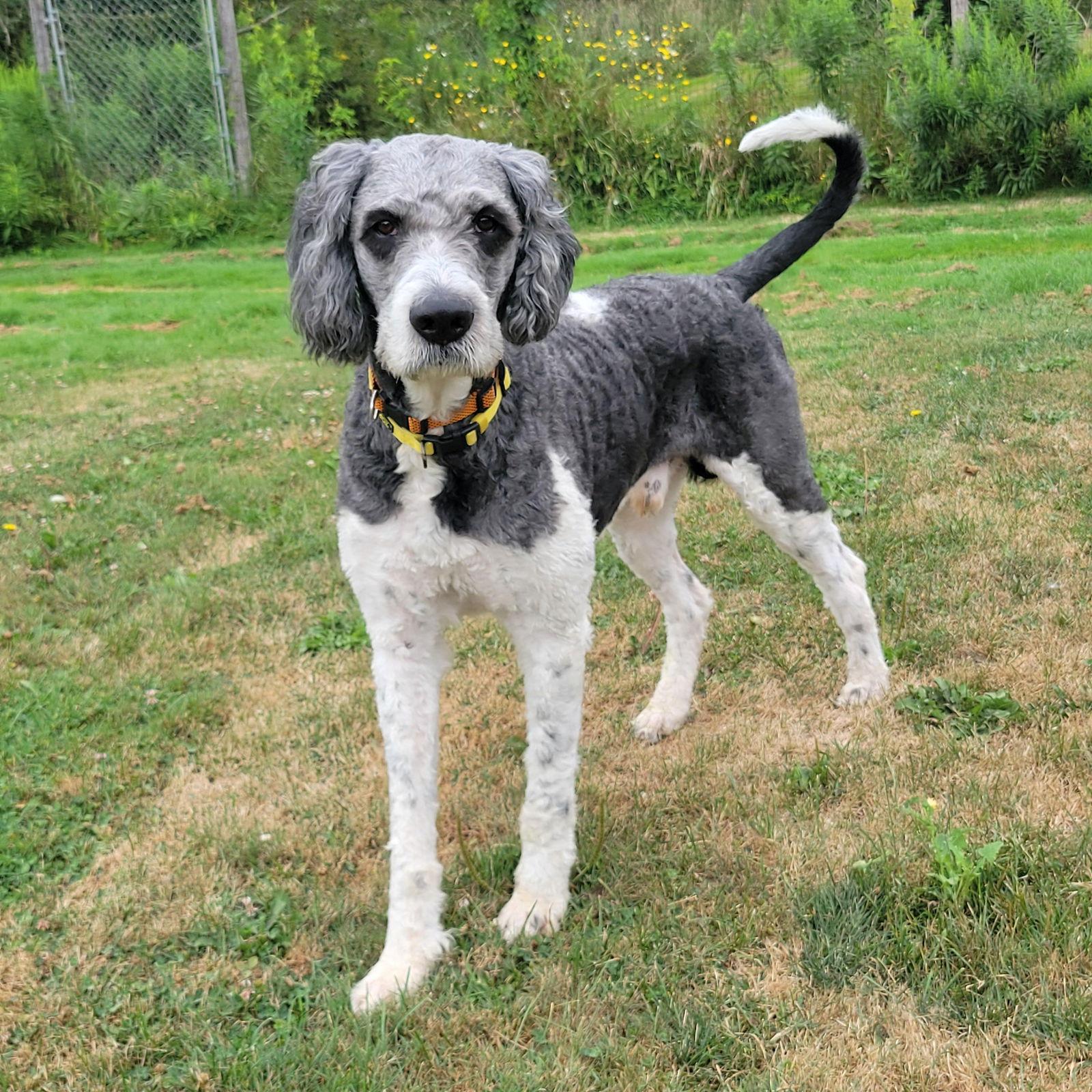Enlarge Gulliver, a Adopted mixed breed in Etobicoke, ON image 2/3