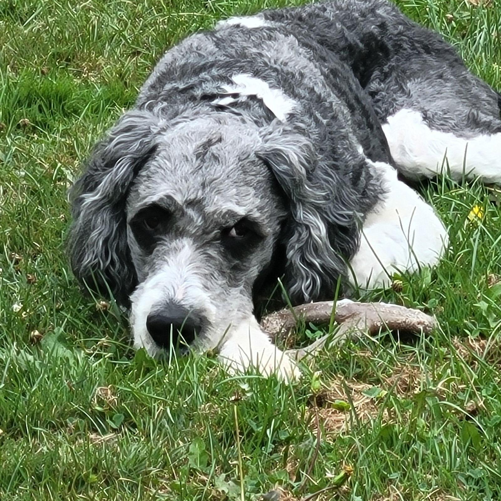 Enlarge Gulliver, a Adopted mixed breed in Etobicoke, ON image 3/3