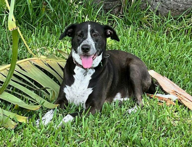 Lily Bahama Mama, a Adoptable mixed breed in Royal Palm Beach, FL image 2/6