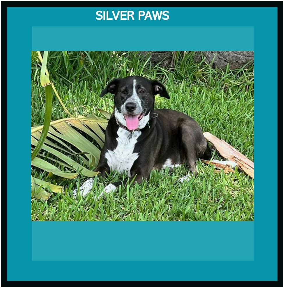 Lily Bahama Mama, a Adoptable mixed breed in Royal Palm Beach, FL image 3/6