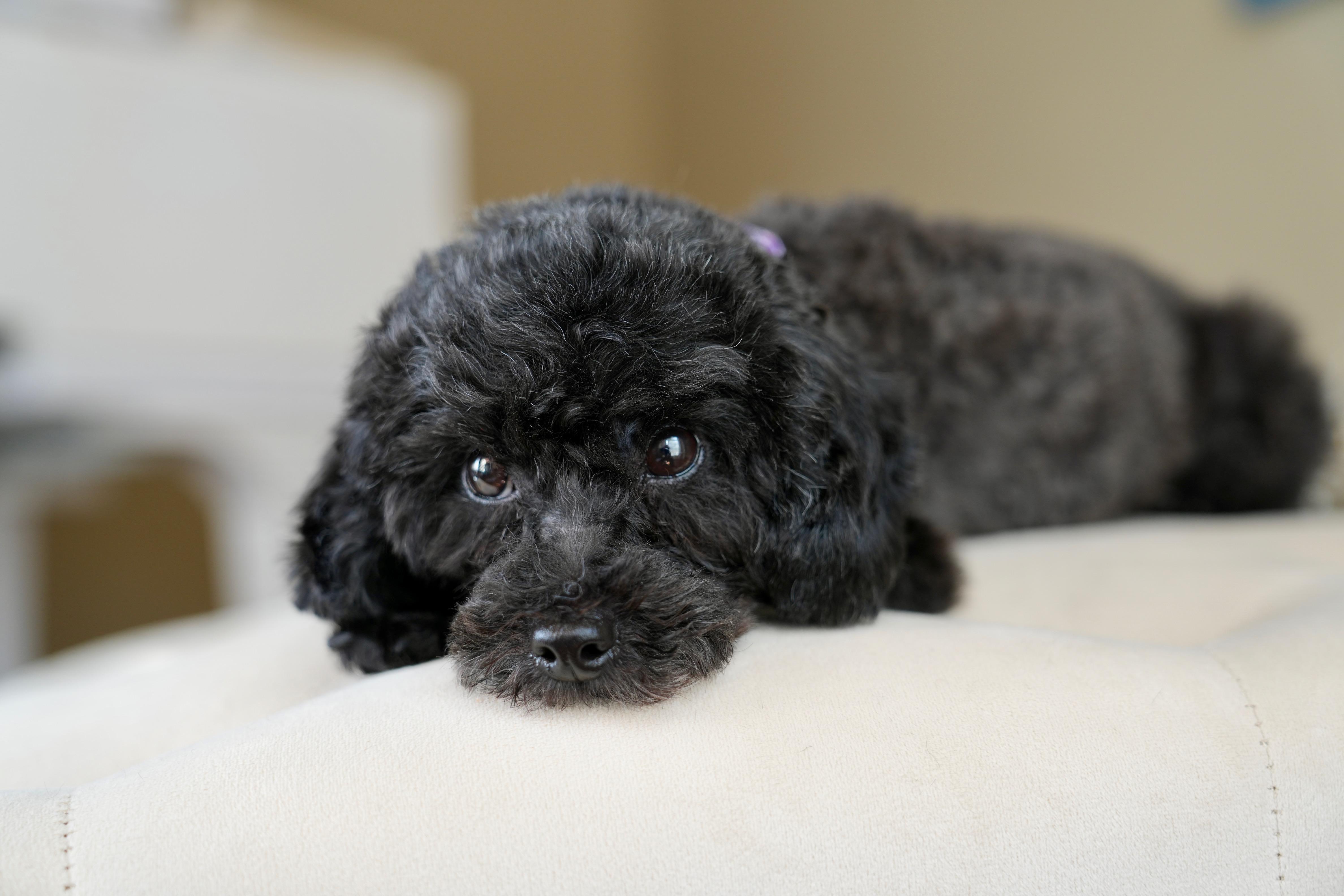 Enlarge Gale, a ADOPTABLE Poodle (Toy) in Atlanta, GA image 6/6