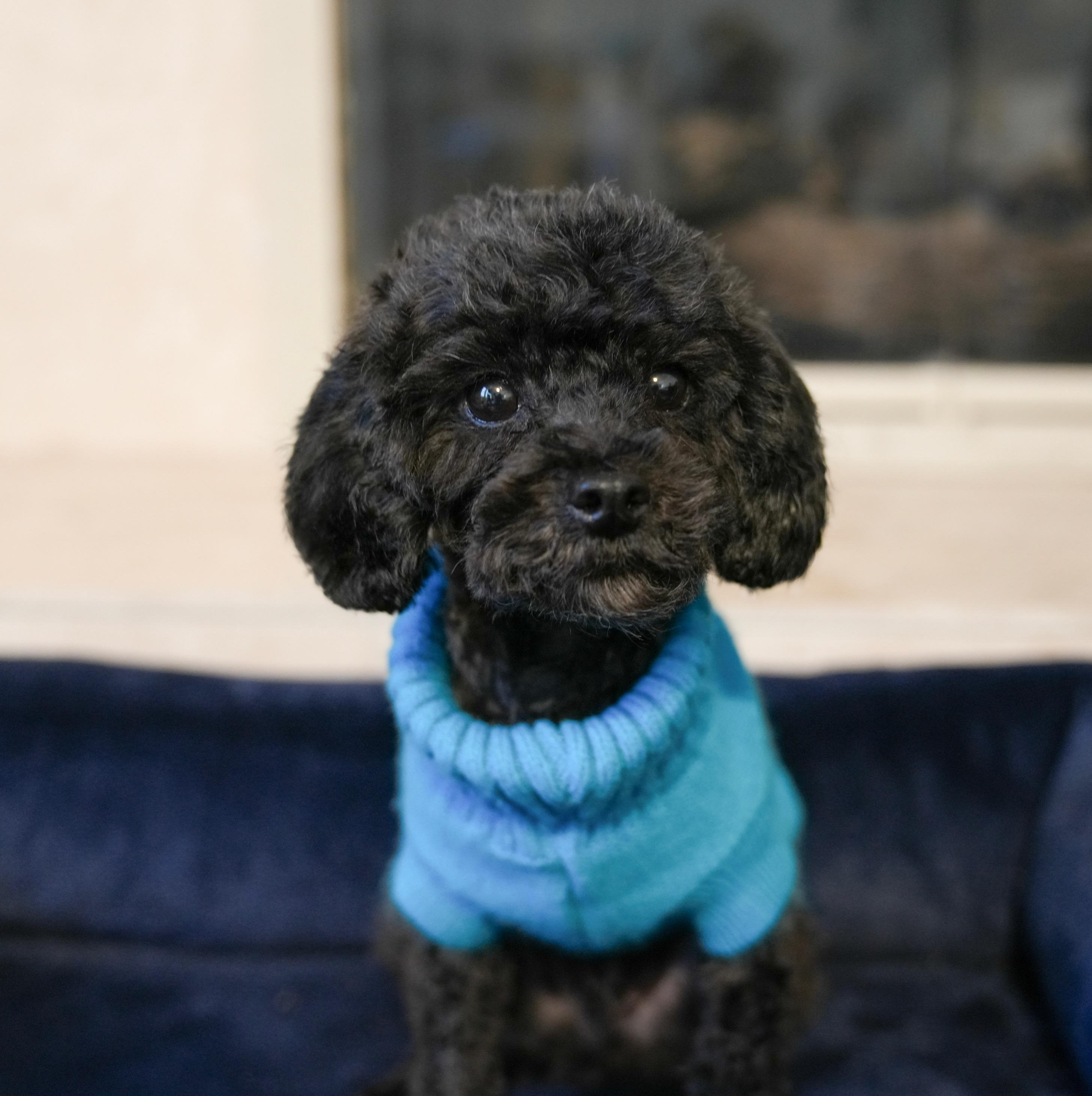Enlarge Gale, a ADOPTABLE Poodle (Toy) in Atlanta, GA image 2/6
