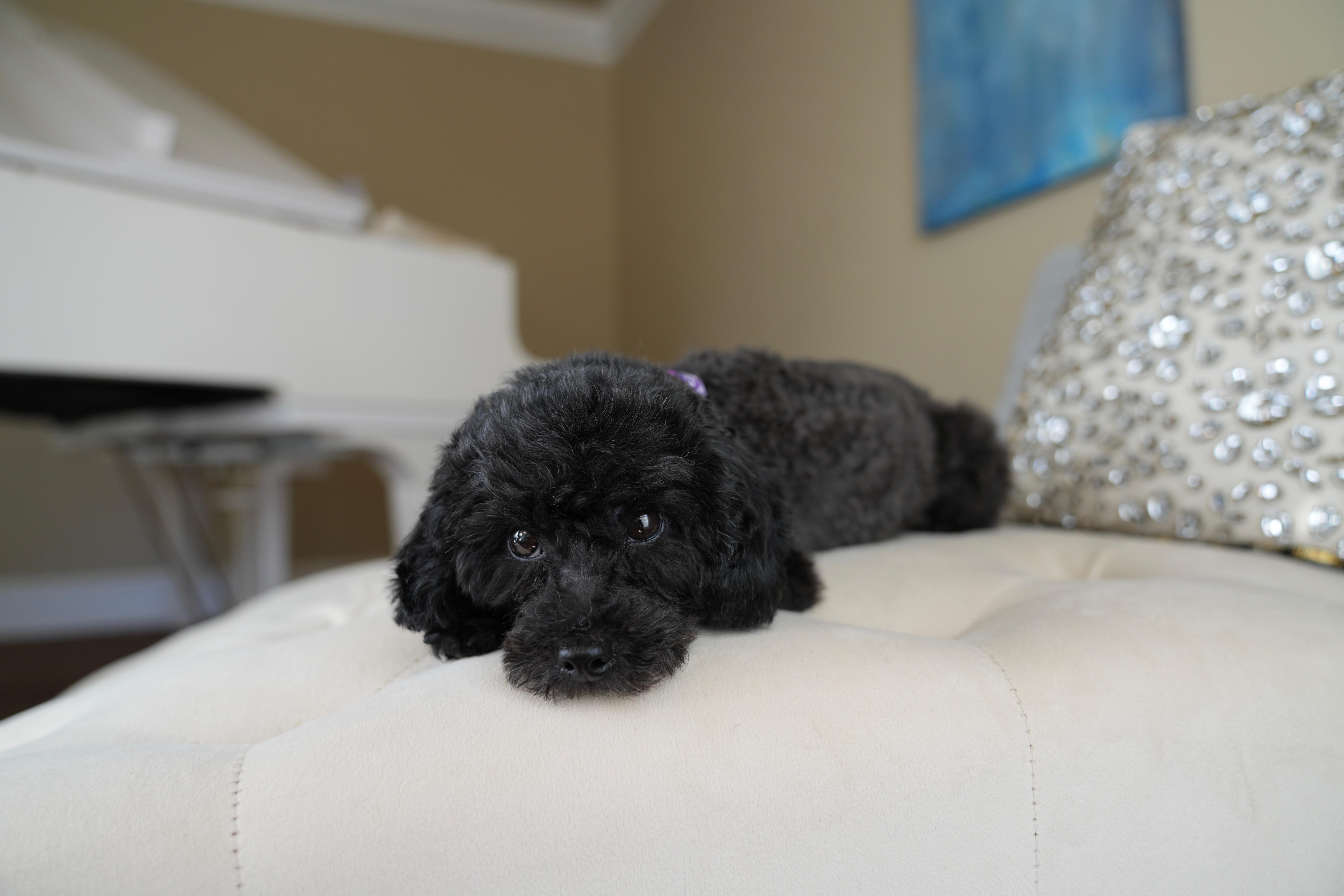 Enlarge Gale, a ADOPTABLE Poodle (Toy) in Atlanta, GA image 3/6