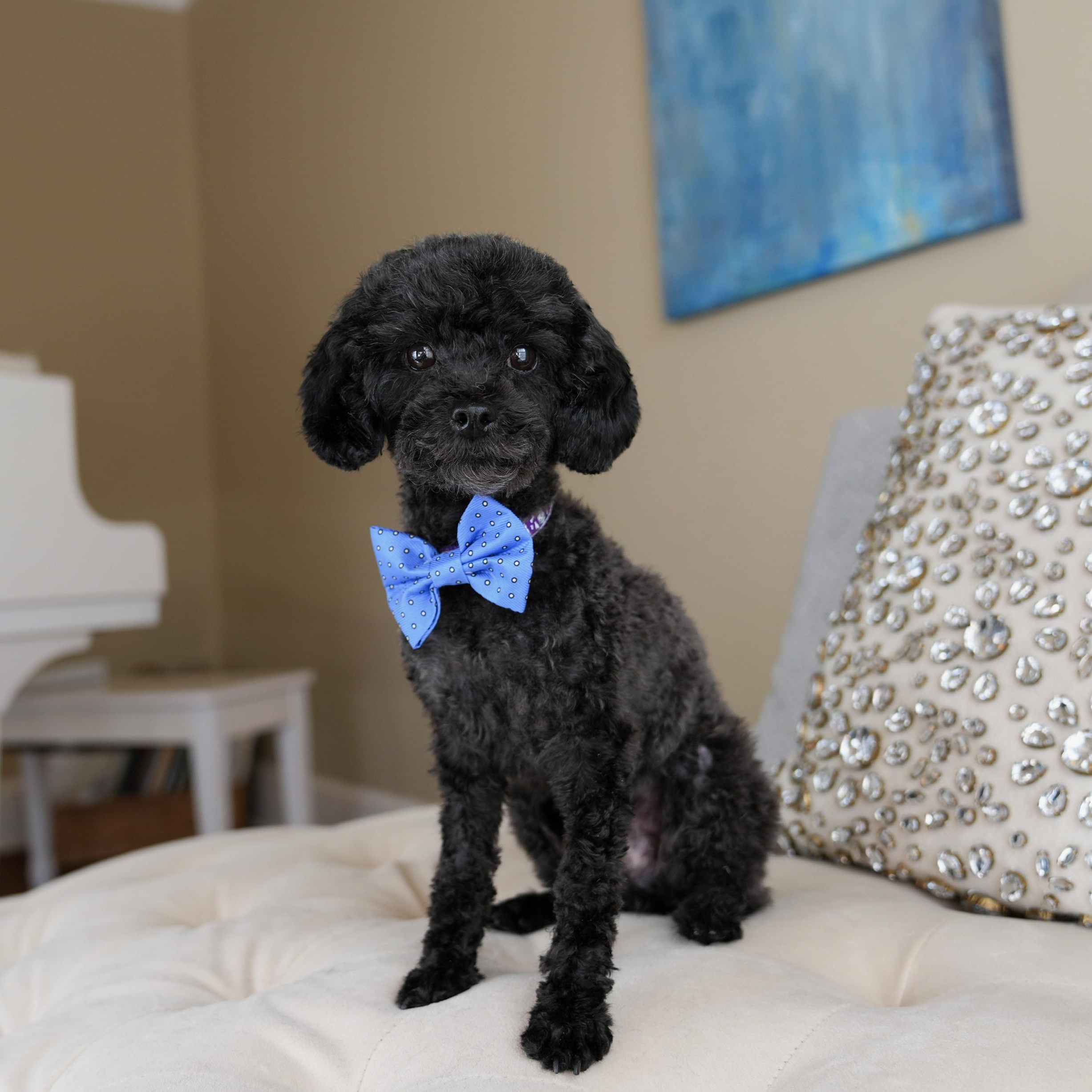 Gale, ADOPTABLE, Young Male Poodle (Toy).