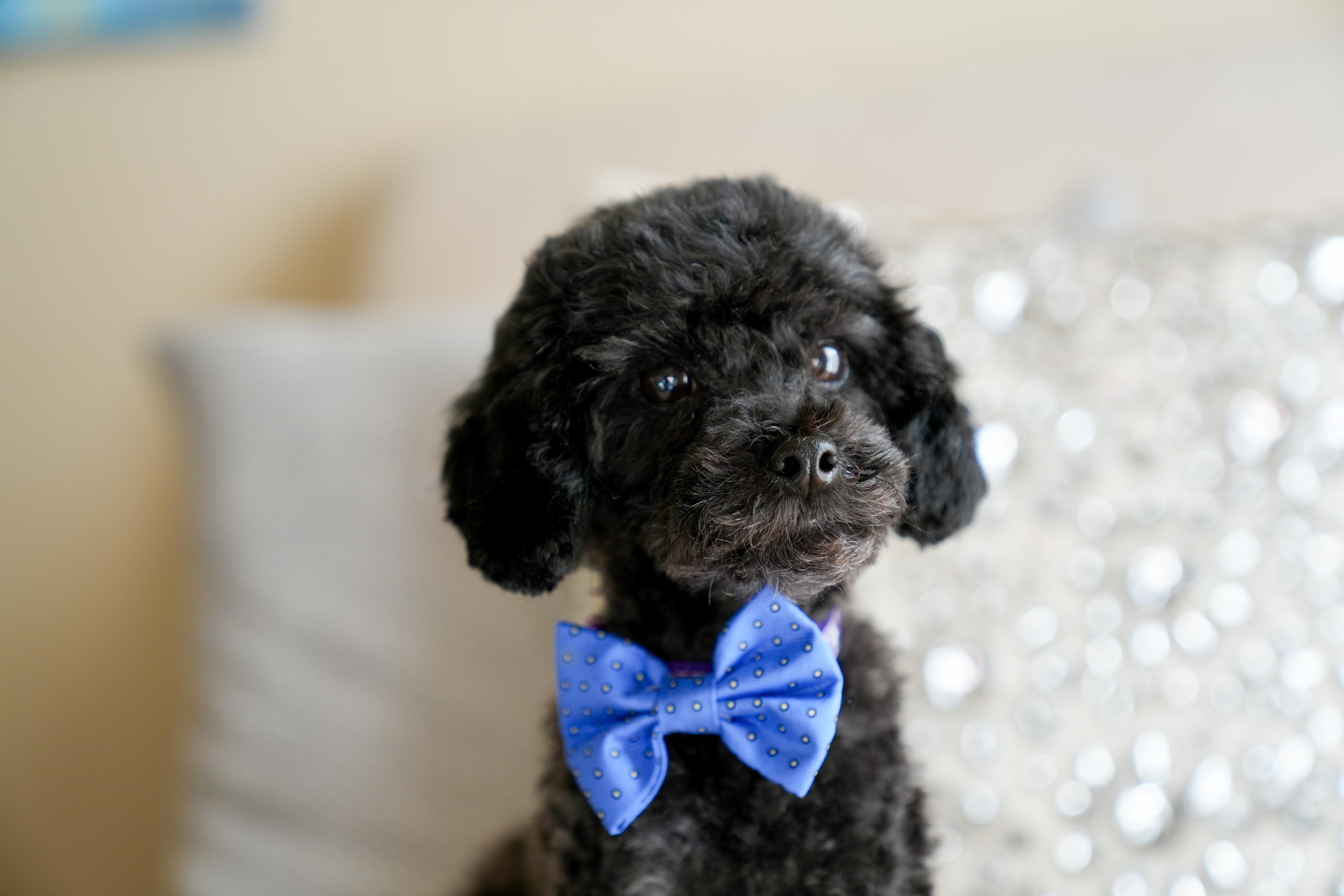 Enlarge Gale, a ADOPTABLE Poodle (Toy) in Atlanta, GA image 4/6