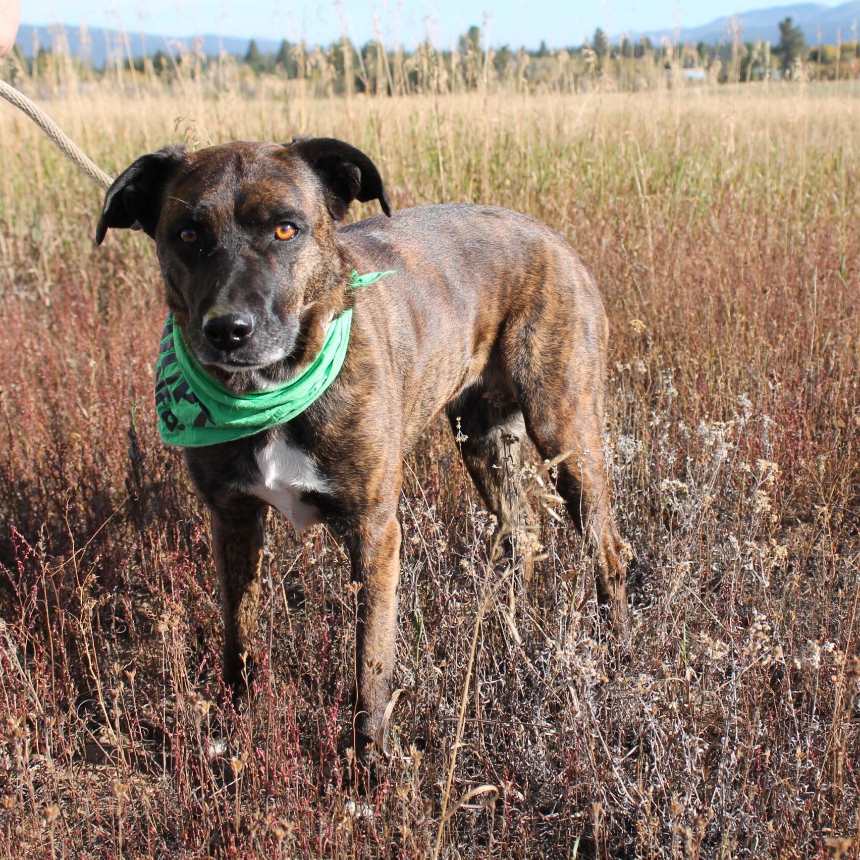 BeeZee, an adoptable Mixed Breed in McCall, ID, 83638 | Photo Image 1