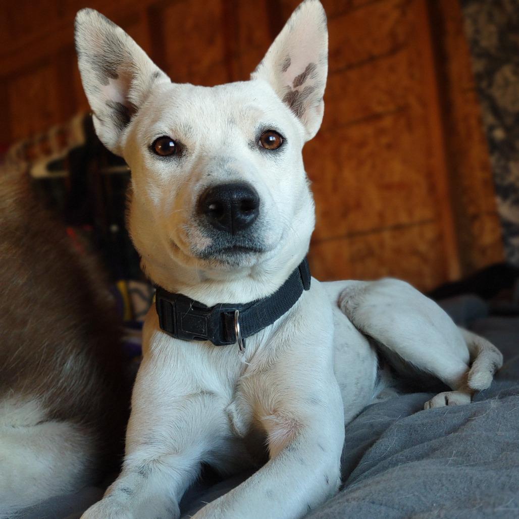 Enlarge Uni, a Adoptable mixed breed in Taos, NM image 1/1
